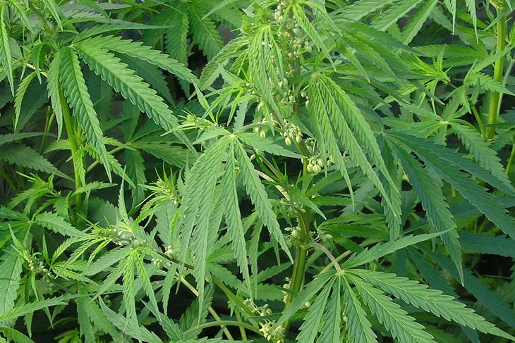 Lesotho becomes the first African country to legalise the cultivation of cannabis