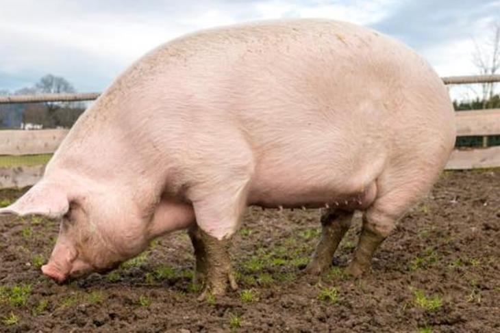PIG FARMING GRAVID WITH INCOME GENERATING OPPORTUNITIES