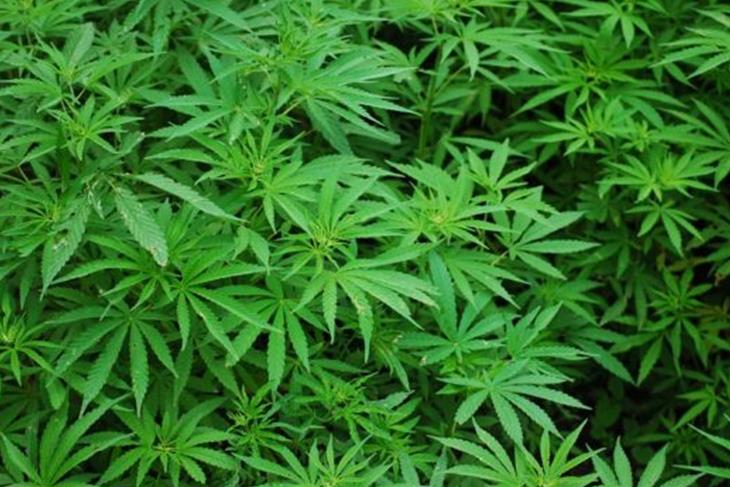 WESTERN CAPE CONSTITUTIONAL COURT RULES PERSONAL USE OF DAGGA AS NON-CRIMINAL