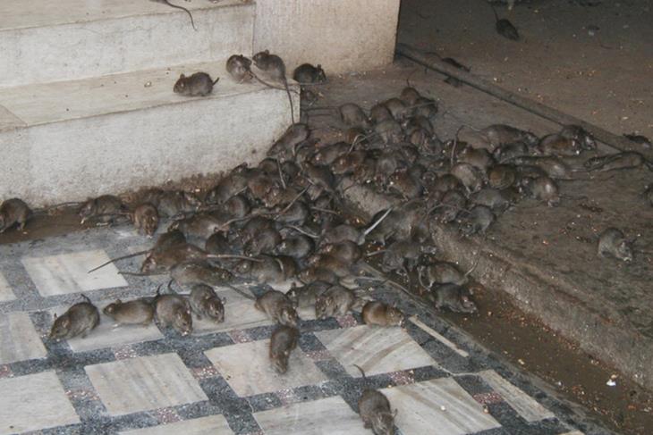 Lassa fever deaths in Nigeria rise to 41, 19 states affected.