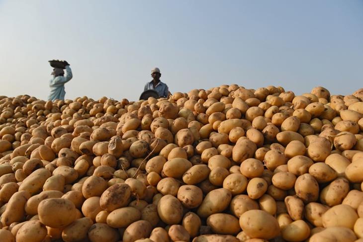 LEKOKOANENG POTATOES FARMERS PREDICT LOW PRODUCTION