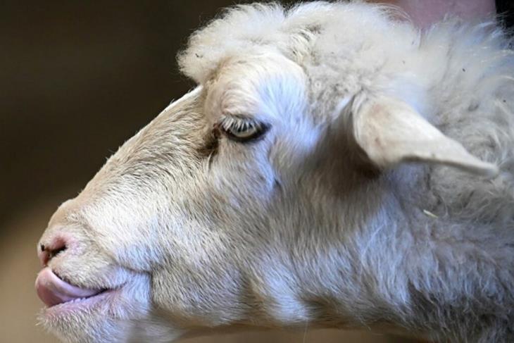 FARMERS ADVISED TO VACCINATE ANIMALS AGAINST BLUETONGUE<br/>FARMERS ADVISED TO VACCINATE ANIMALS AGAINST BLUETONGUE<br/>FARMERS ADVISED TO VACCINATE ANIMALS AGAINST BLUETONGUE