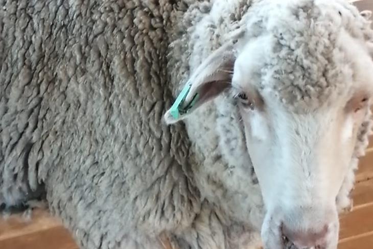 SHEEP DIE DUE TO BLUETONGUE DISEASE-MOFOSI