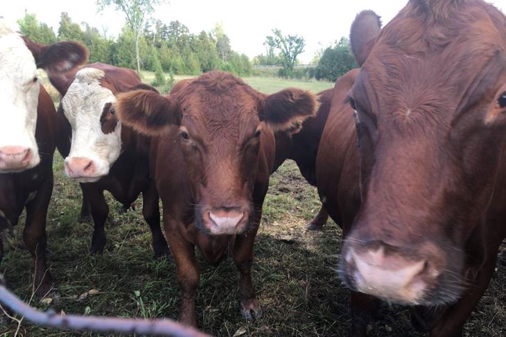 SEIZED ANIMALS DIE IN IMPOUNDMENT KRAAL<br/>SEIZED ANIMALS DIE IN IMPOUNDMENT KRAAL<br/>SEIZED ANIMALS DIE IN IMPOUNDMENT KRAAL