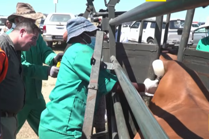 South Africa starts extensive vaccine campaign against FMD in cattle