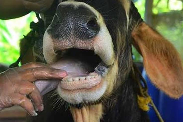 FOOT AND MOUTH DISEASE (FMD) OUTBREAK LEAVES BOTHA-BOTHE FARMERS AND TRADERS STRUGGLING<br/>FOOT AND MOUTH DISEASE (FMD) OUTBREAK LEAVES BOTHA-BOTHE FARMERS AND TRADERS STRUGGLING<br/>FOOT AND MOUTH DISEASE (FMD) OUTBREAK LEAVES BOTHA-BOTHE FARMERS AND TRADERS STRUGGLING
