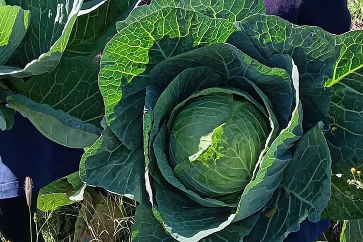FEED FOR MAINTENANCE FIRST- DR KULEILE