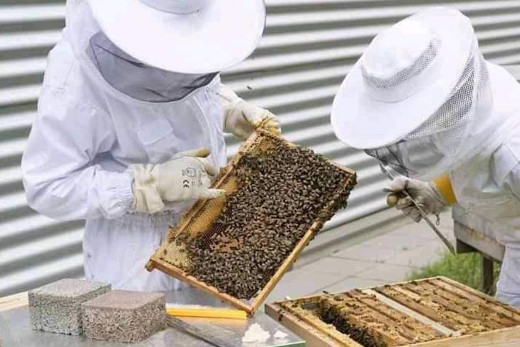 BASOTHO URGED TO CONSIDER BEE KEEPING PROJECT<br/>BASOTHO URGED TO CONSIDER BEE KEEPING PROJECT<br/>BASOTHO URGED TO CONSIDER BEE KEEPING PROJECT