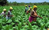 Zim needs $40m to compensate white farmers – report