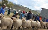 FARMERS URGED TO ENSURE TIMELY PAYMENT TO SHEPHERDS