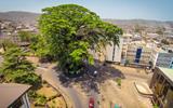 Storm fells symbolic 400-year-old cotton tree in Sierra Leone