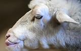 FARMERS ADVISED TO VACCINATE ANIMALS AGAINST BLUETONGUE