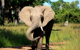 ELEPHANT IN ZAMBIA PULLS US TOURIST OUT OF SAFARI VEHICLE, TRAMPLES HER TO DEATH