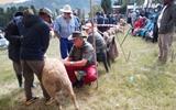 QACHA'S NEK FARMERS HOST WOOL AND MOHAIR SMALL STOCK SHOW