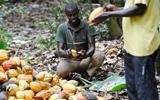 Bitter times for cocoa farmers as chocolate market slumps