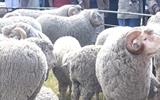 WOOL, MOHAIR EXPORTED TO PORT ELIZABETH FREE FROM FMD – MOCHOBOROANE