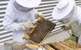 BASOTHO URGED TO CONSIDER BEE KEEPING PROJECT