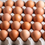 LESOTHO IMPOSES RESTRICTIONS ON IMPORTATION OF EGGS