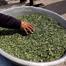 Extremely High Tobacco Prices Force Smokers in Gaza to Roll Molokhia Leaves