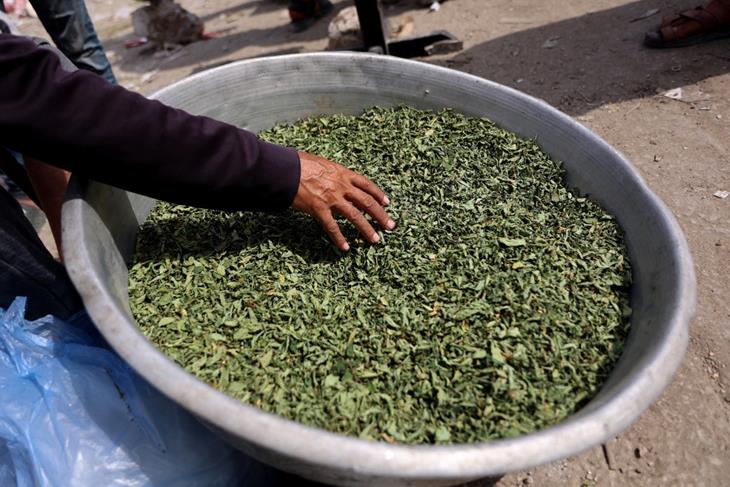 Extremely High Tobacco Prices Force Smokers in Gaza to Roll Molokhia Leaves<br/>Extremely High Tobacco Prices Force Smokers in Gaza to Roll Molokhia Leaves<br/>Extremely High Tobacco Prices Force Smokers in Gaza to Roll Molokhia Leaves